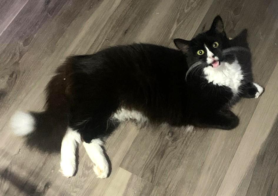 Lilian, Adoptable, Young Female Domestic Medium Hair & Maine Coon.