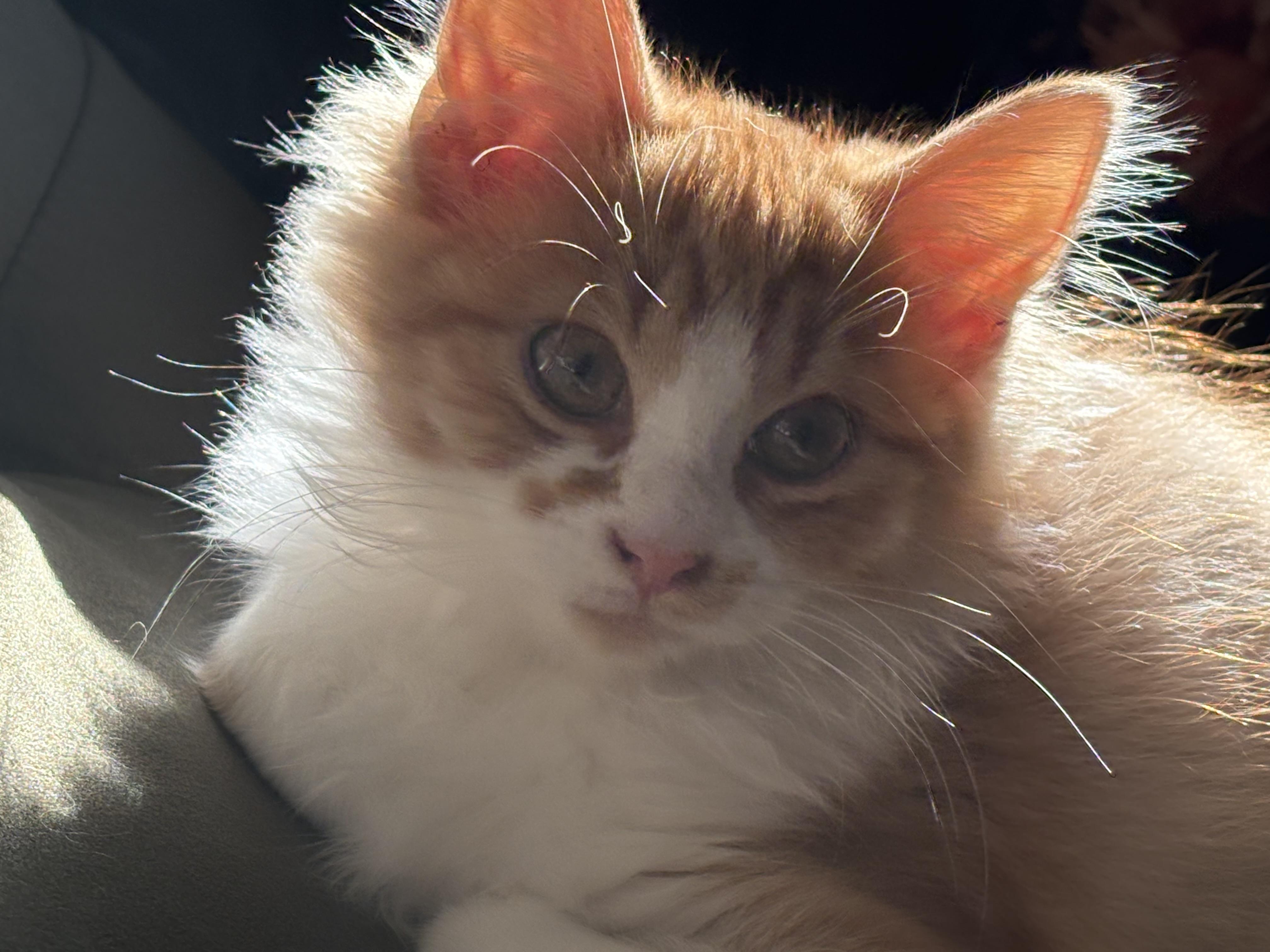 Enlarge Amala, a Adoptable American Shorthair in Morgantown, WV image 2/3