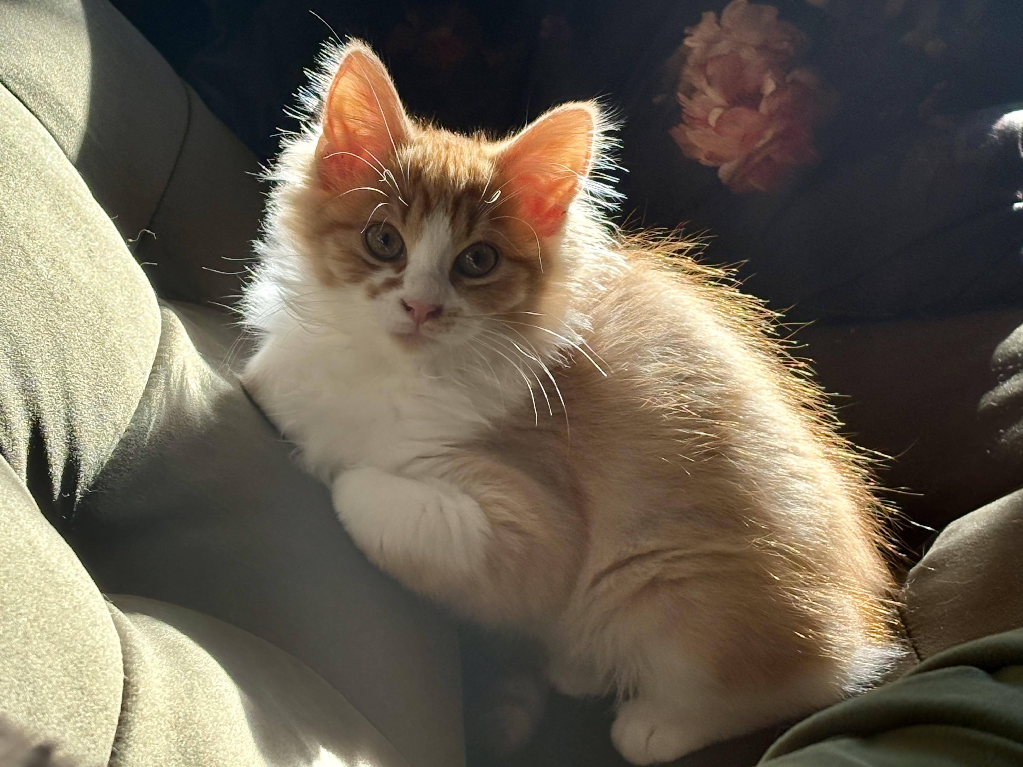 Enlarge Amala, a Adoptable American Shorthair in Morgantown, WV image 3/3