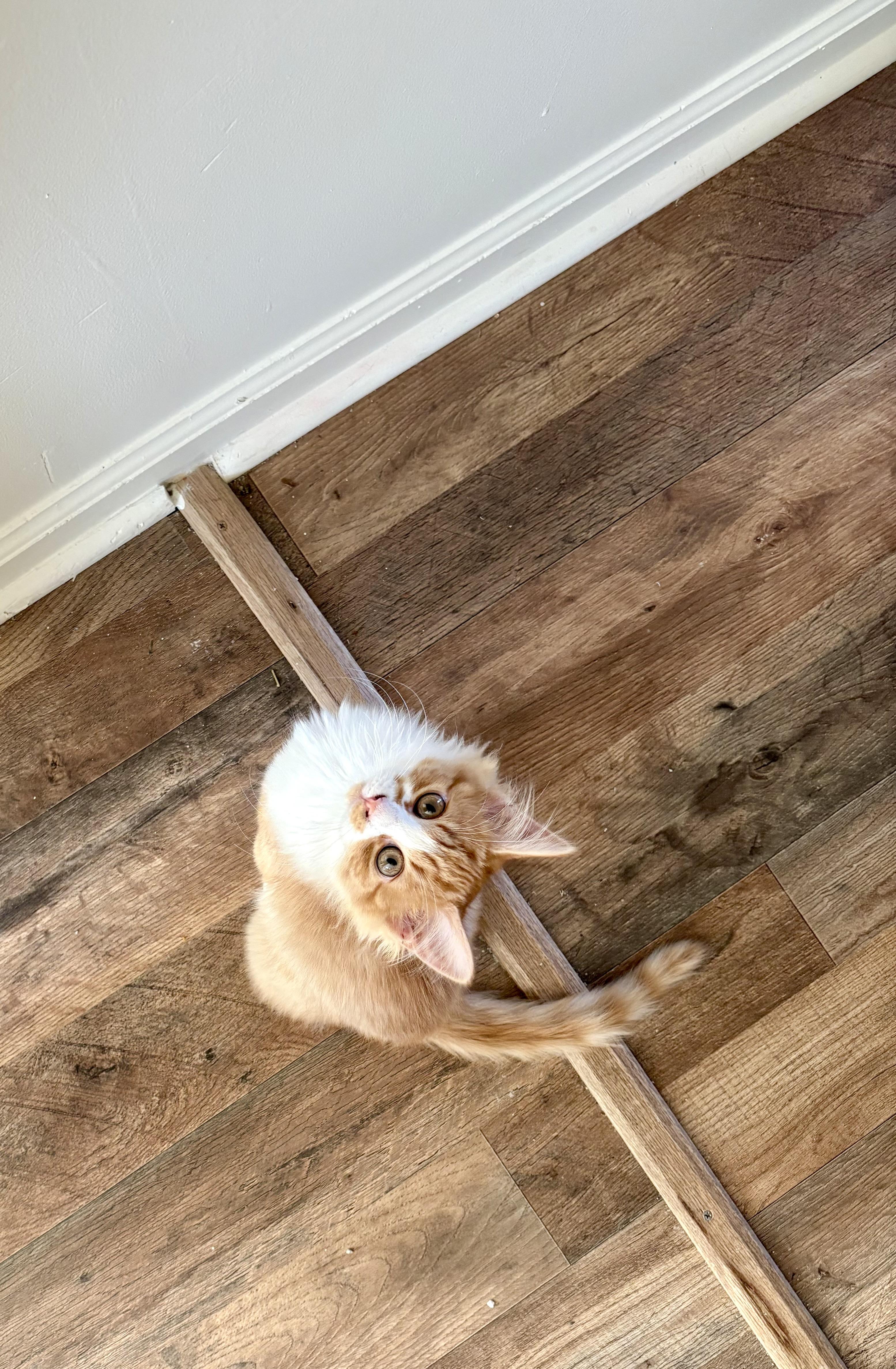 Enlarge Amala, a Adoptable American Shorthair in Morgantown, WV image 1/3