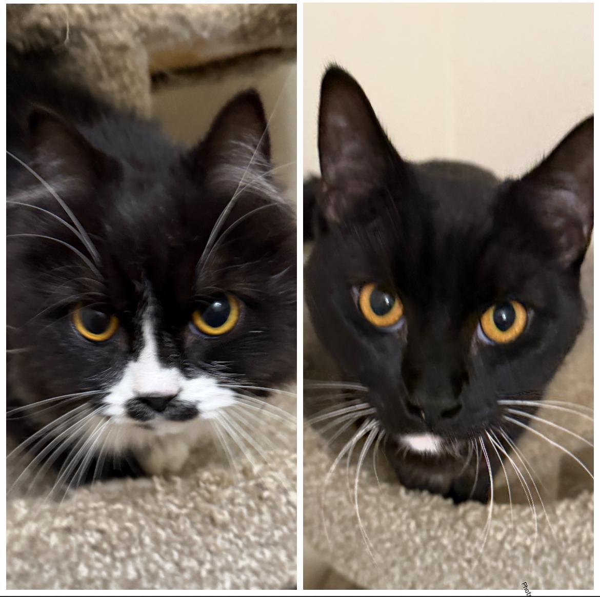 Meet Pistachio & Simon – Sweet, Loving Cats Ready for Their Forever Home!