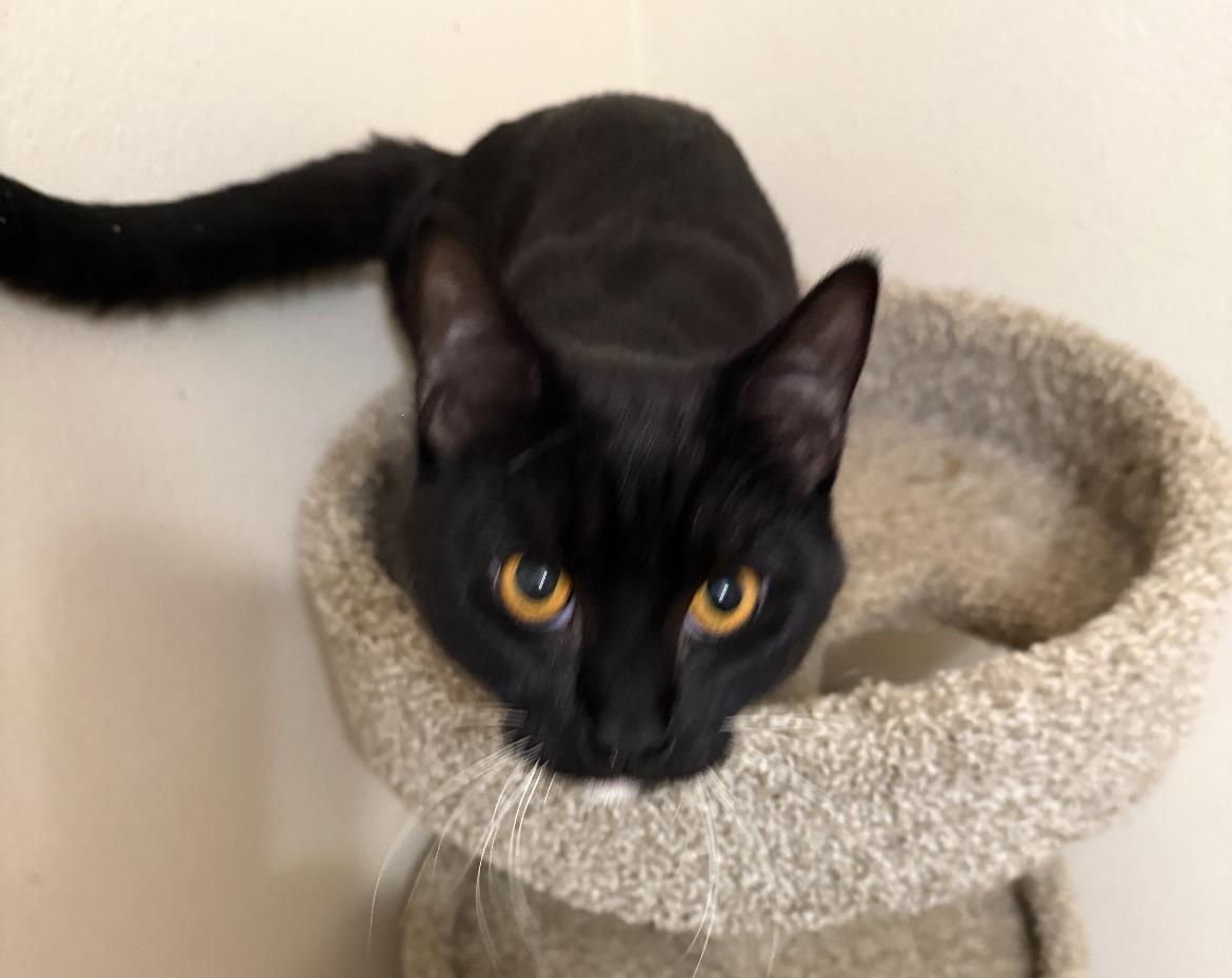 Meet Pistachio & Simon – Sweet, Loving Cats Ready for Their Forever Home!