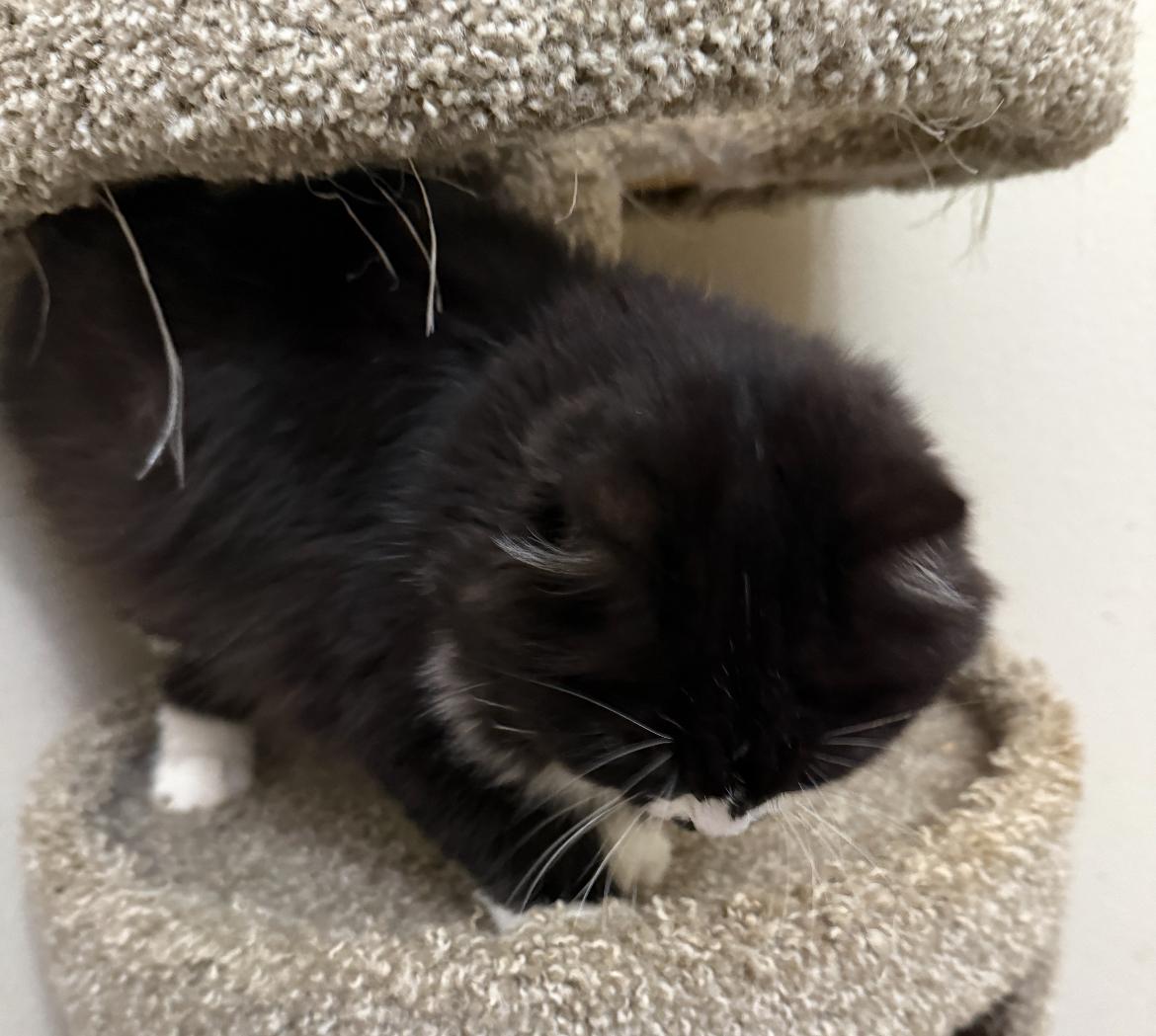 Meet Pistachio & Simon – Sweet, Loving Cats Ready for Their Forever Home!