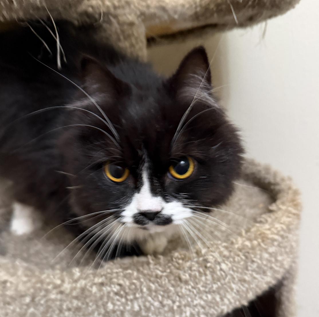 Meet Pistachio & Simon – Sweet, Loving Cats Ready for Their Forever Home!