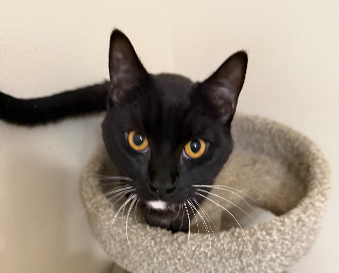 Meet Pistachio & Simon – Sweet, Loving Cats Ready for Their Forever Home!