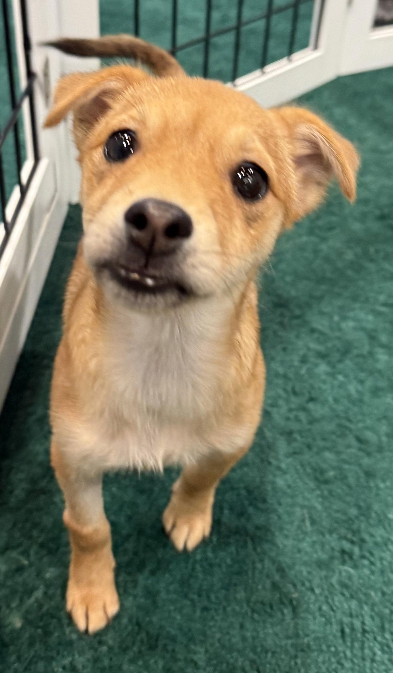 Rumi, Adopted, Puppy Female Chihuahua & Shar-Pei.