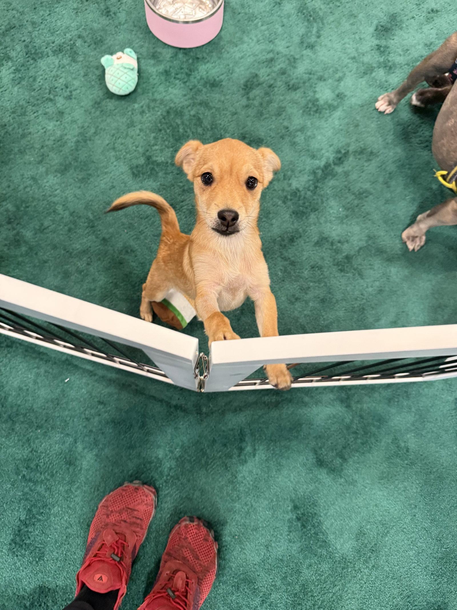 Rumi, a Adopted mixed breed in Sanford, FL image 2/3
