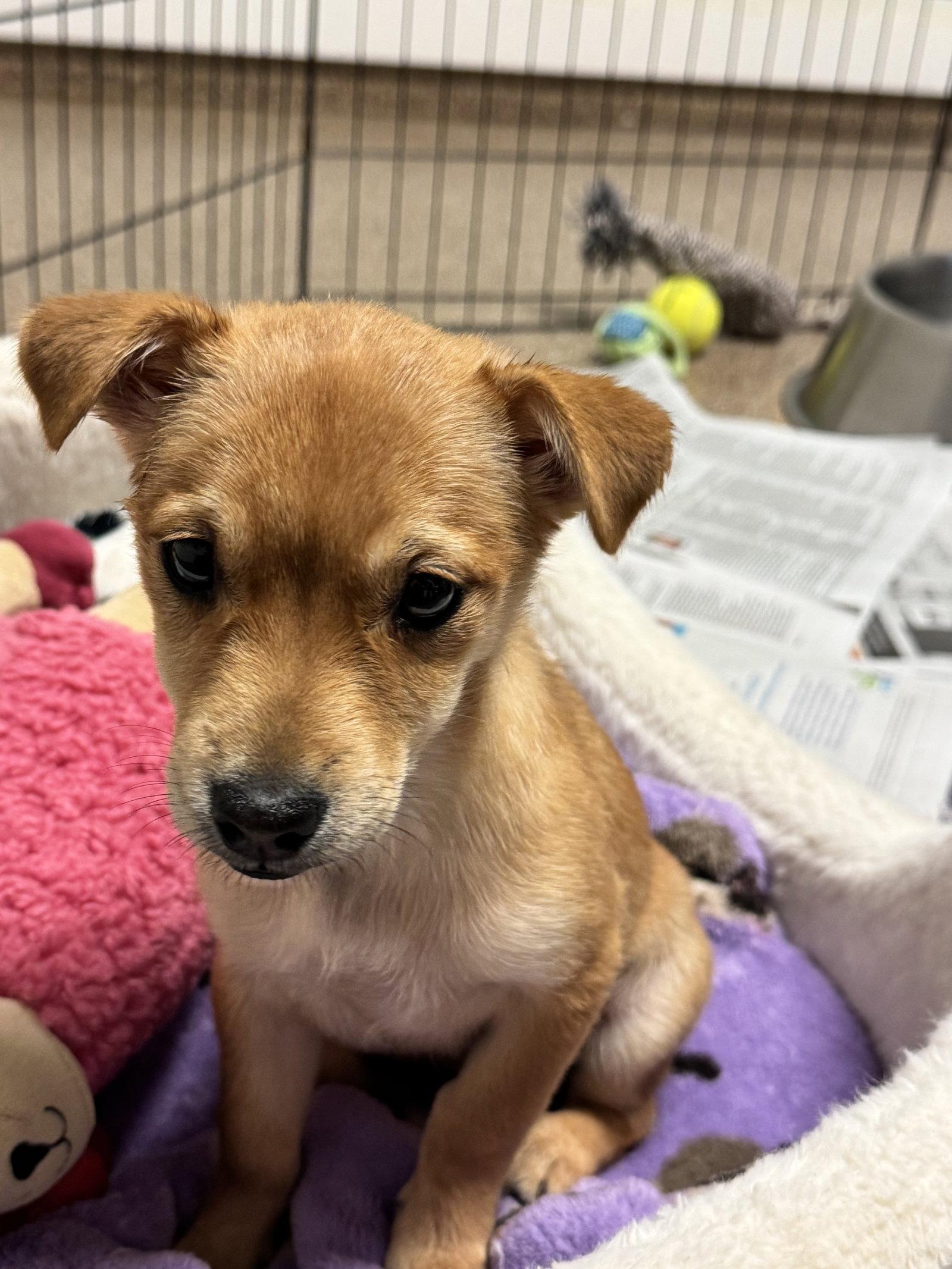 Rumi, a Adopted mixed breed in Sanford, FL image 3/3