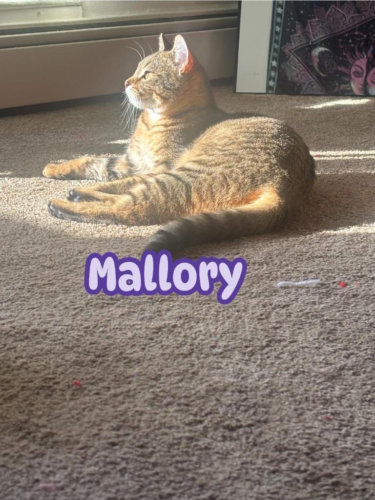 Mallory, Adoptable, Young Female American Shorthair.