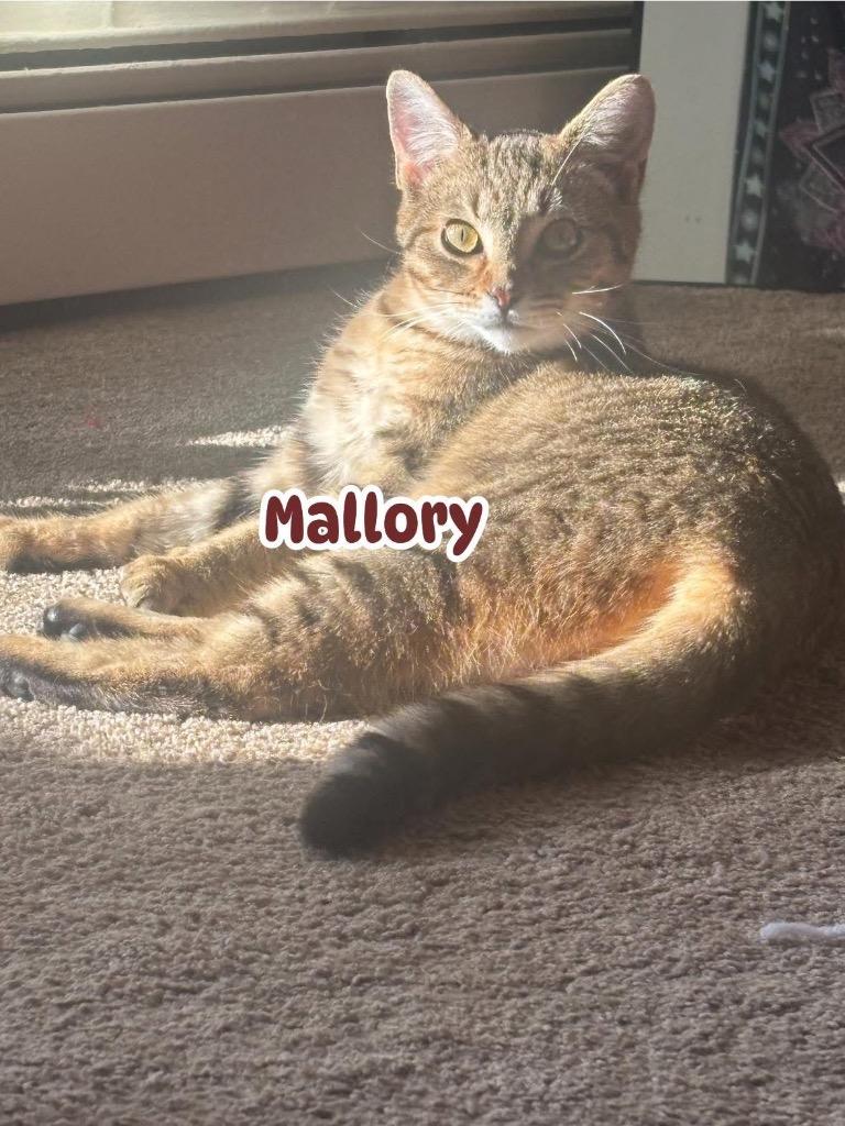 Enlarge Mallory, a Adoptable American Shorthair in Charlotte, MI image 2/6