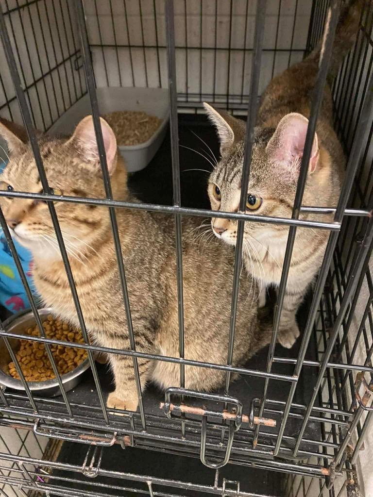 Enlarge Mallory, a Adoptable American Shorthair in Charlotte, MI image 3/6