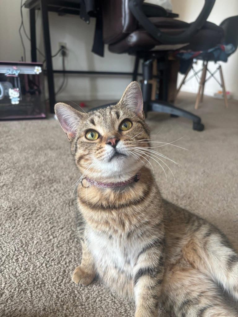 Enlarge Mallory, a Adoptable American Shorthair in Charlotte, MI image 4/6