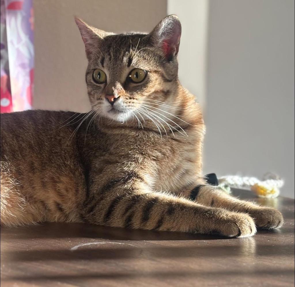 Enlarge Mallory, a Adoptable American Shorthair in Charlotte, MI image 5/6