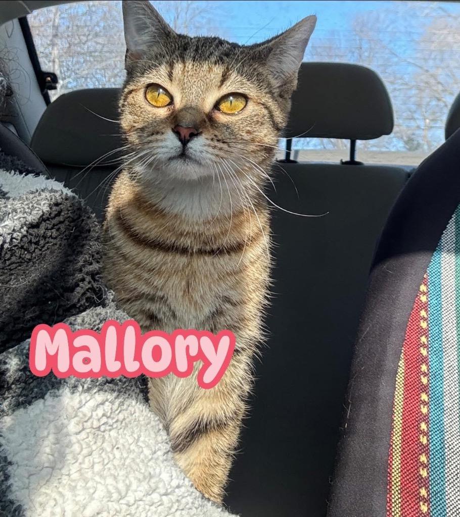 Enlarge Mallory, a Adoptable American Shorthair in Charlotte, MI image 6/6
