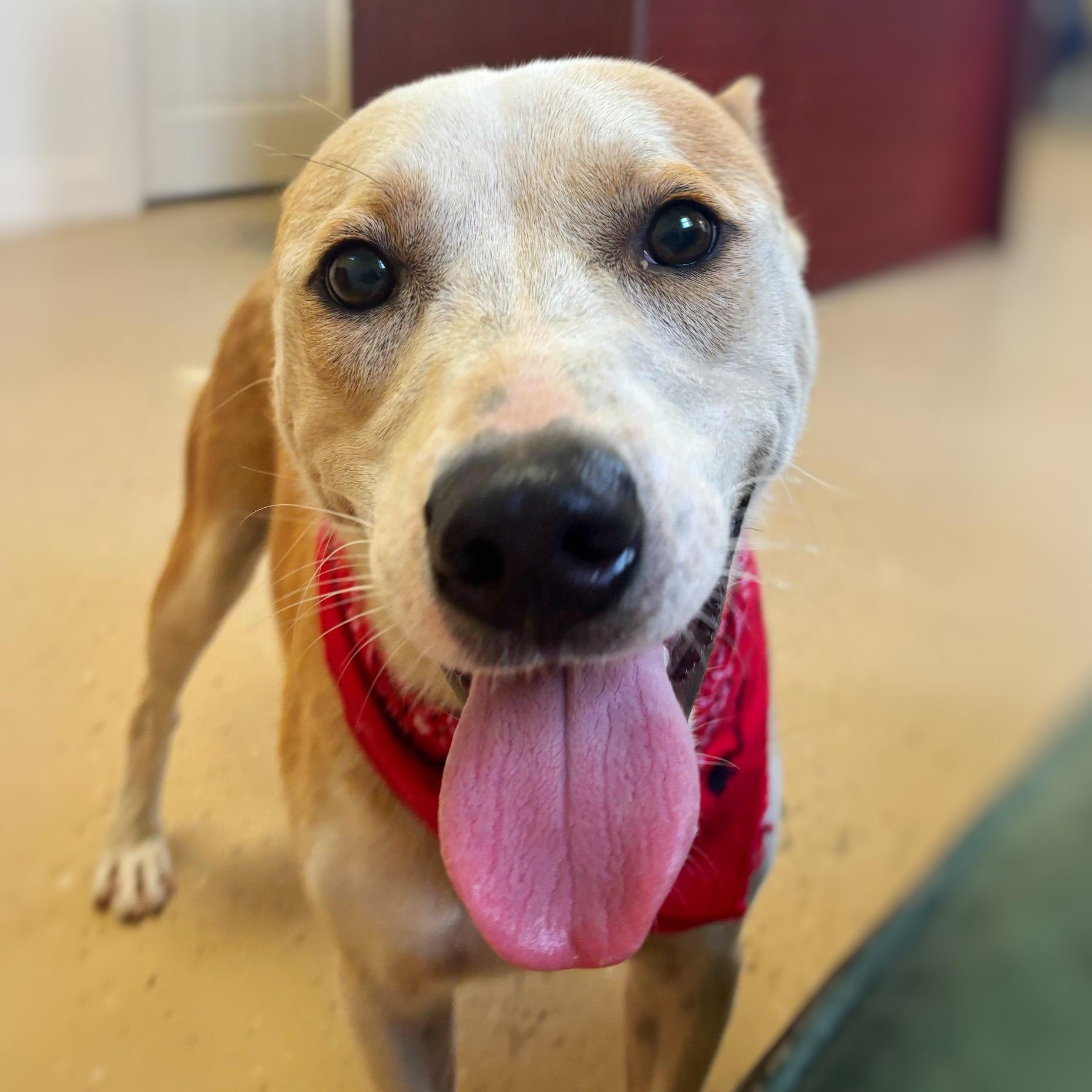 Enlarge Scout, a Adoptable mixed breed in Mount Sterling, KY image 2/4