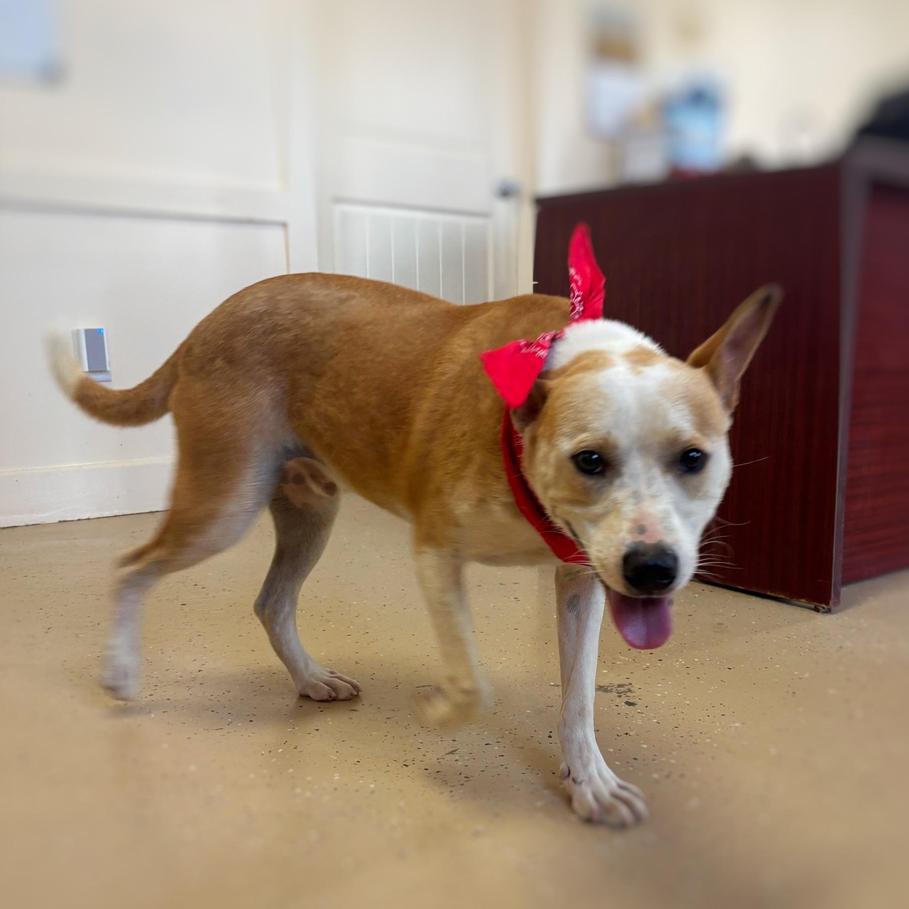 Enlarge Scout, a Adoptable mixed breed in Mount Sterling, KY image 3/4