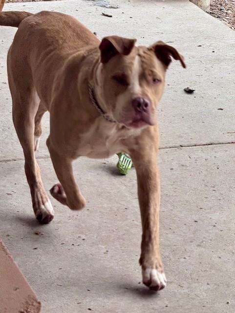 Enlarge LIAM, a Adoptable Pit Bull Terrier in South Lake Tahoe, CA image 1/1