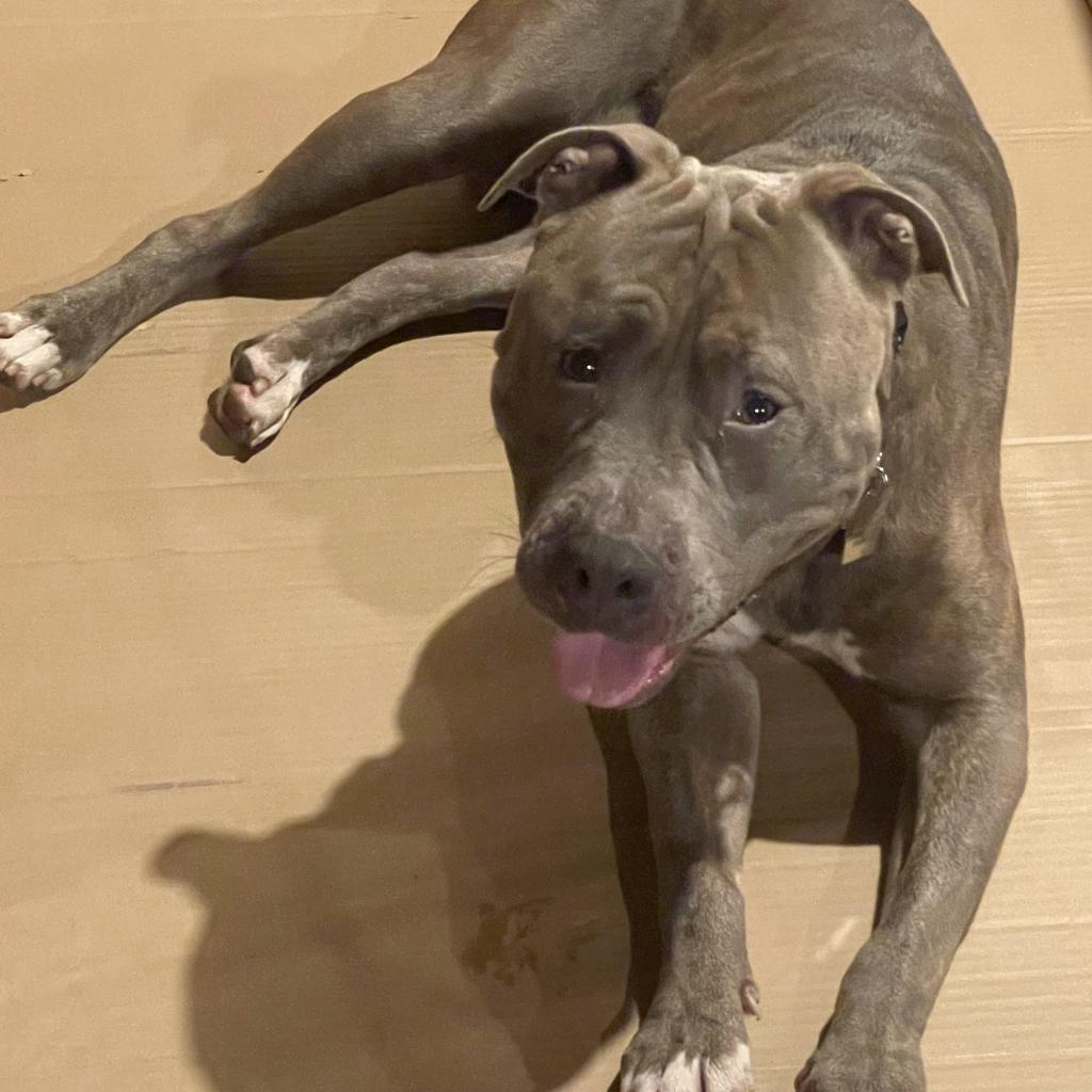 Georgie, Adoptable, Adult Male American Bulldog.