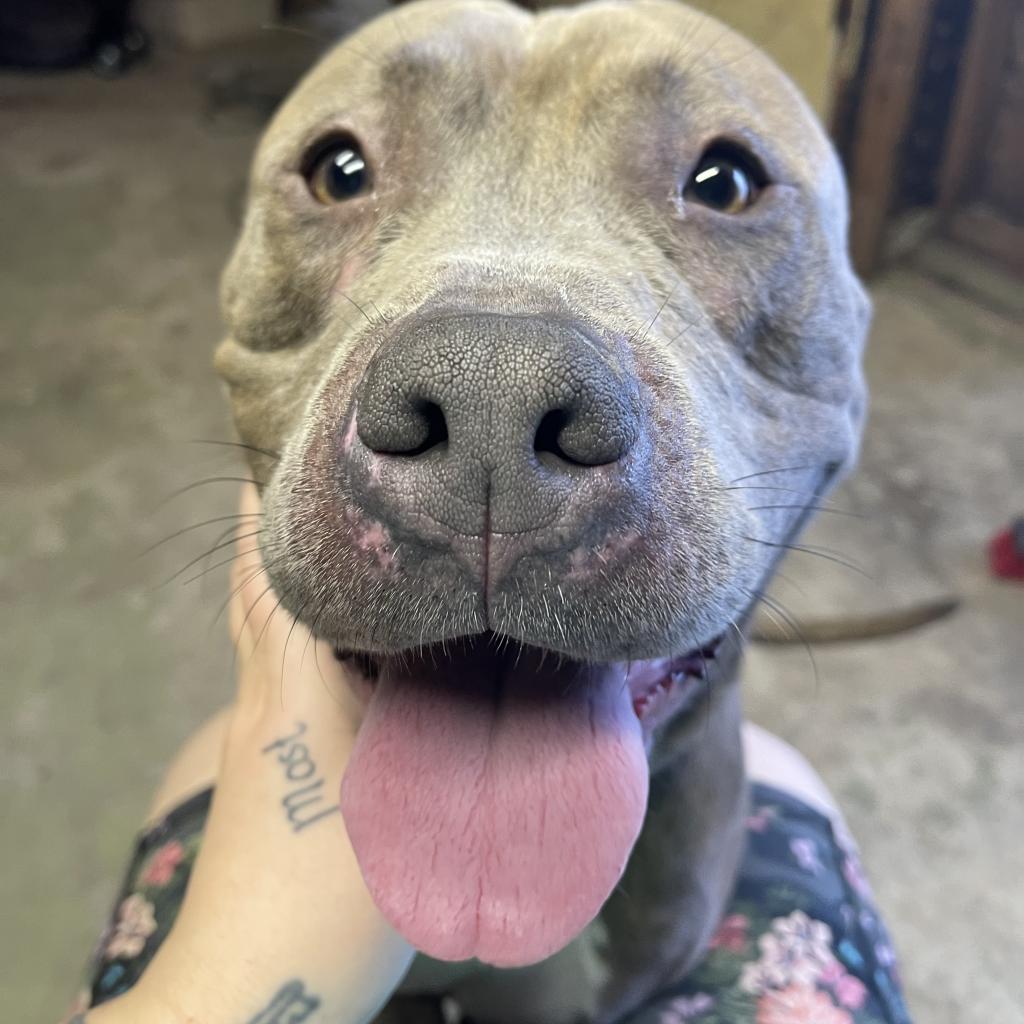 Georgie, a Adoptable mixed breed in Raytown, MO image 1/3