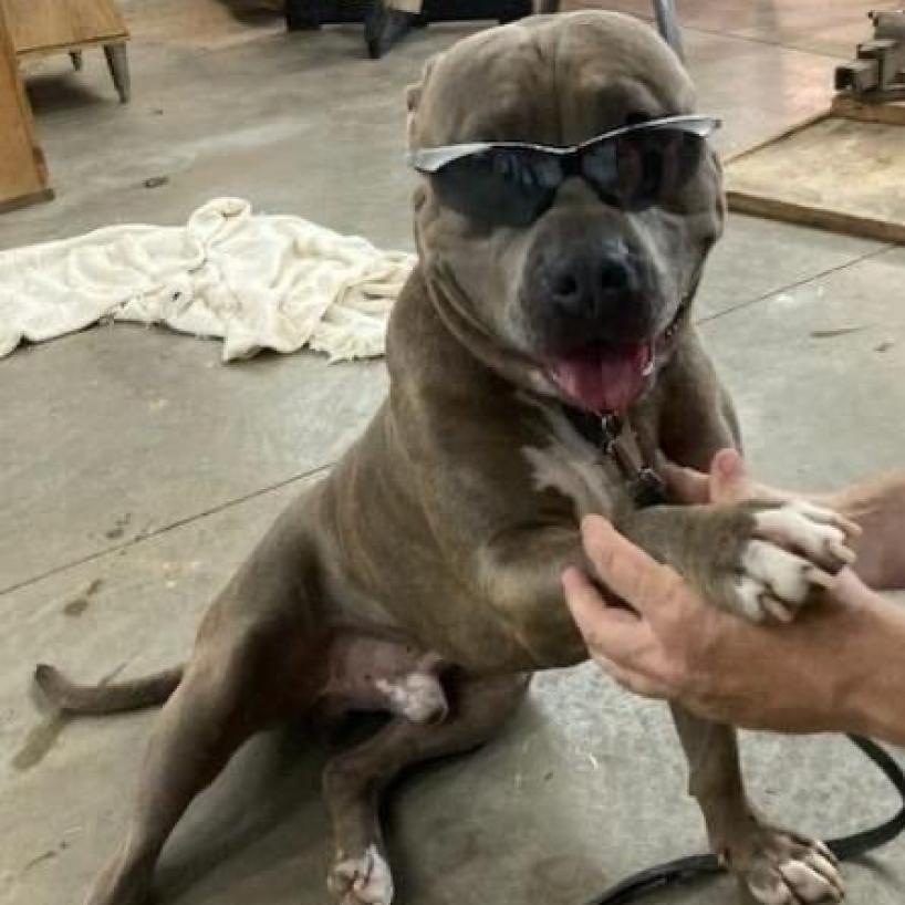 Enlarge Georgie, a Adoptable mixed breed in Raytown, MO image 3/3