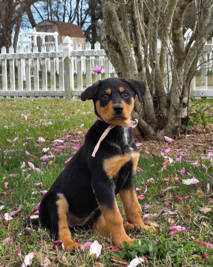 Peyton, ADOPTABLE, Puppy Female Rottweiler & Shepherd.