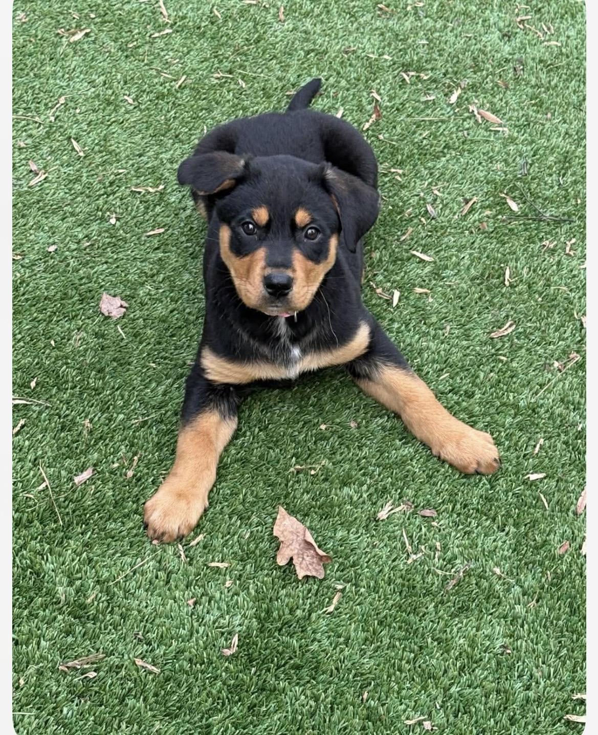 Enlarge Peyton, a ADOPTABLE mixed breed in Kannapolis, NC image 3/6