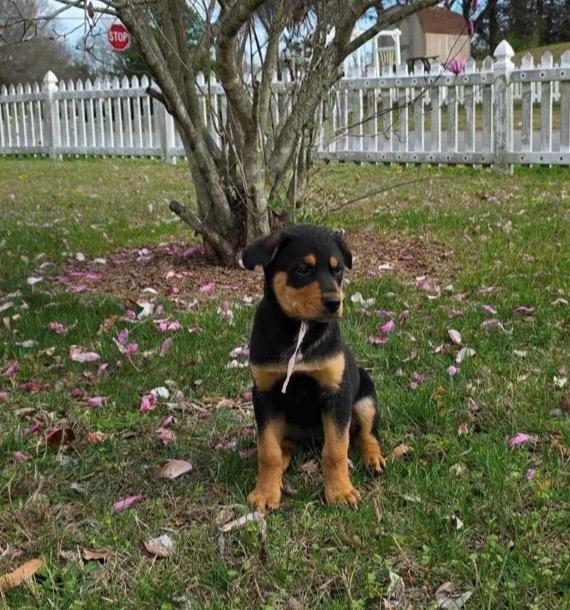 Enlarge Peyton, a ADOPTABLE mixed breed in Kannapolis, NC image 6/6