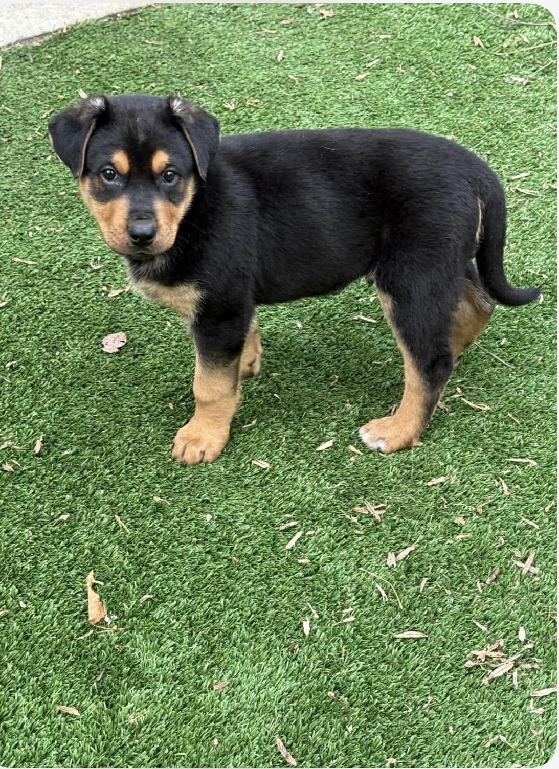 Enlarge Peyton, a ADOPTABLE mixed breed in Kannapolis, NC image 4/6