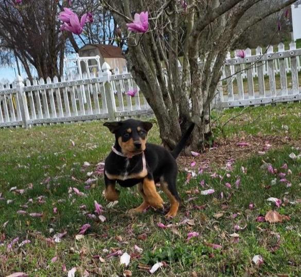 Enlarge Peyton, a ADOPTABLE mixed breed in Kannapolis, NC image 2/6