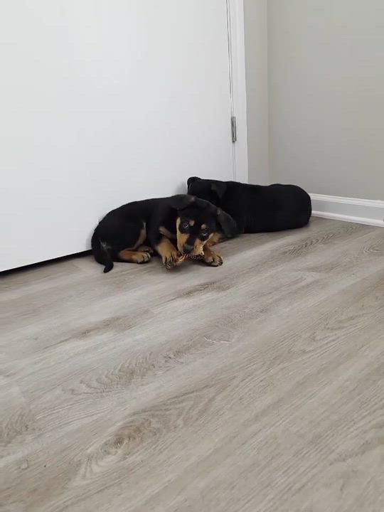 Enlarge Peyton, a ADOPTABLE mixed breed in Kannapolis, NC video 5/6