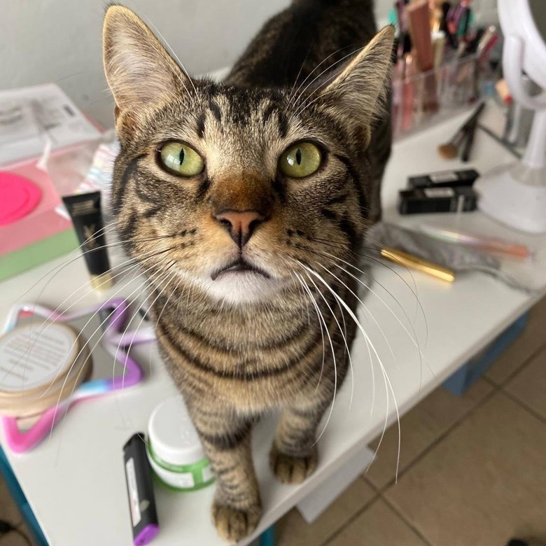 Enlarge Epponnee Rae, a Adoptable mixed breed in Miami, FL image 3/4