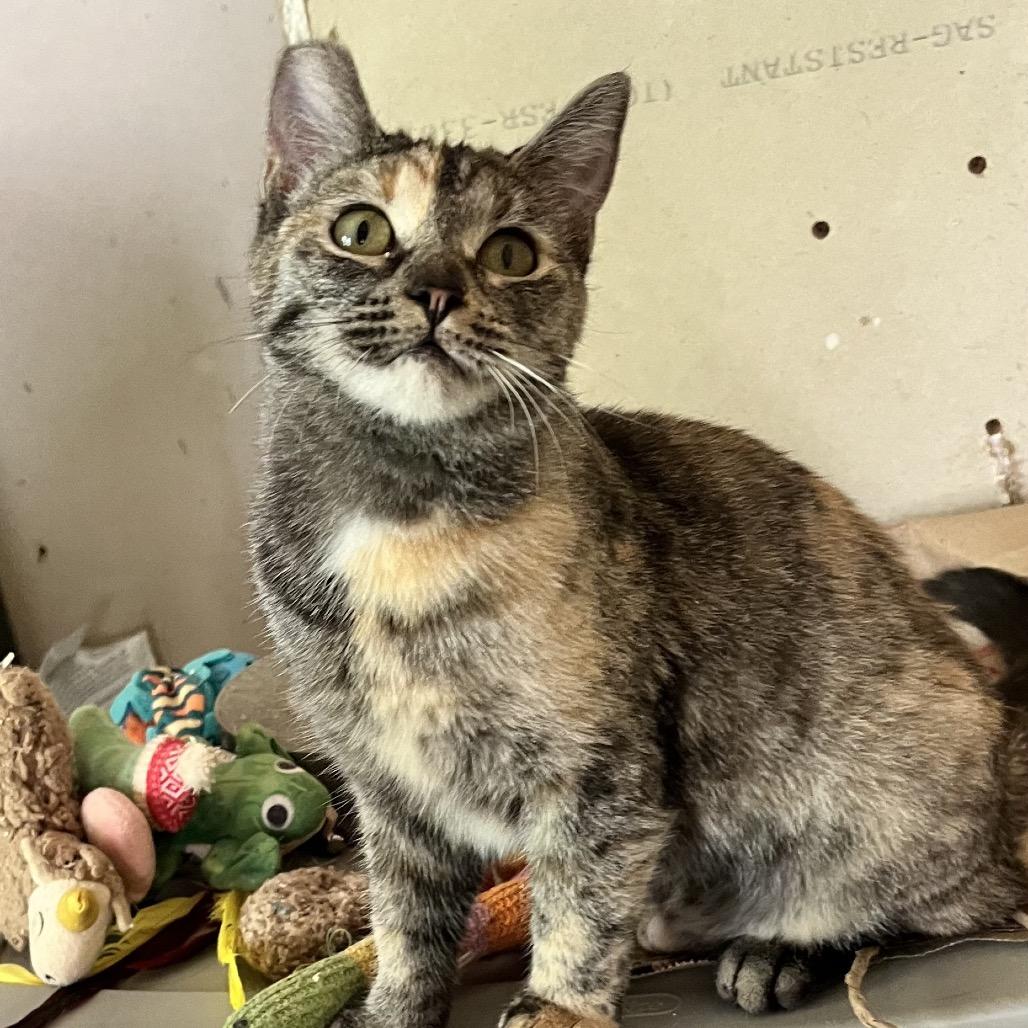 Felicity thumbnail 3