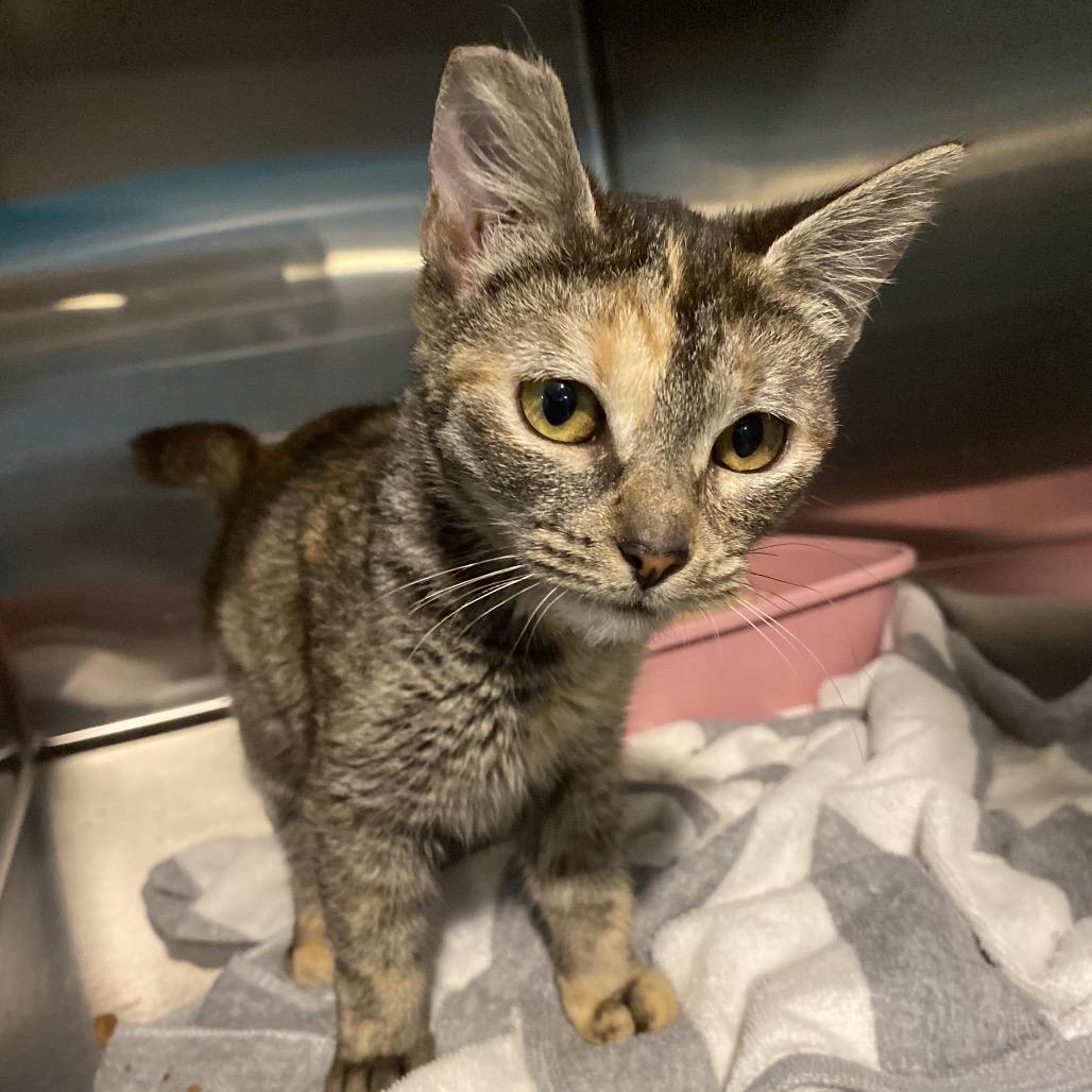 Felicity thumbnail 4