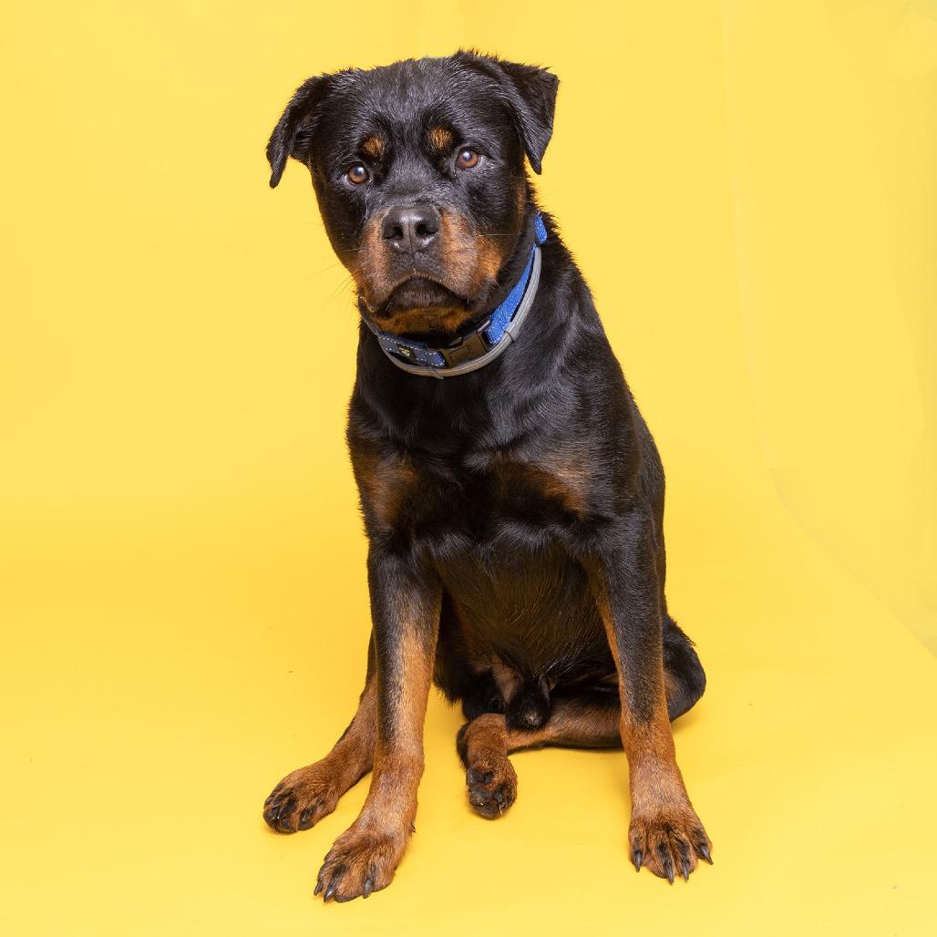 Jester, a Adoptable Rottweiler in Franklin, TN image 1/2