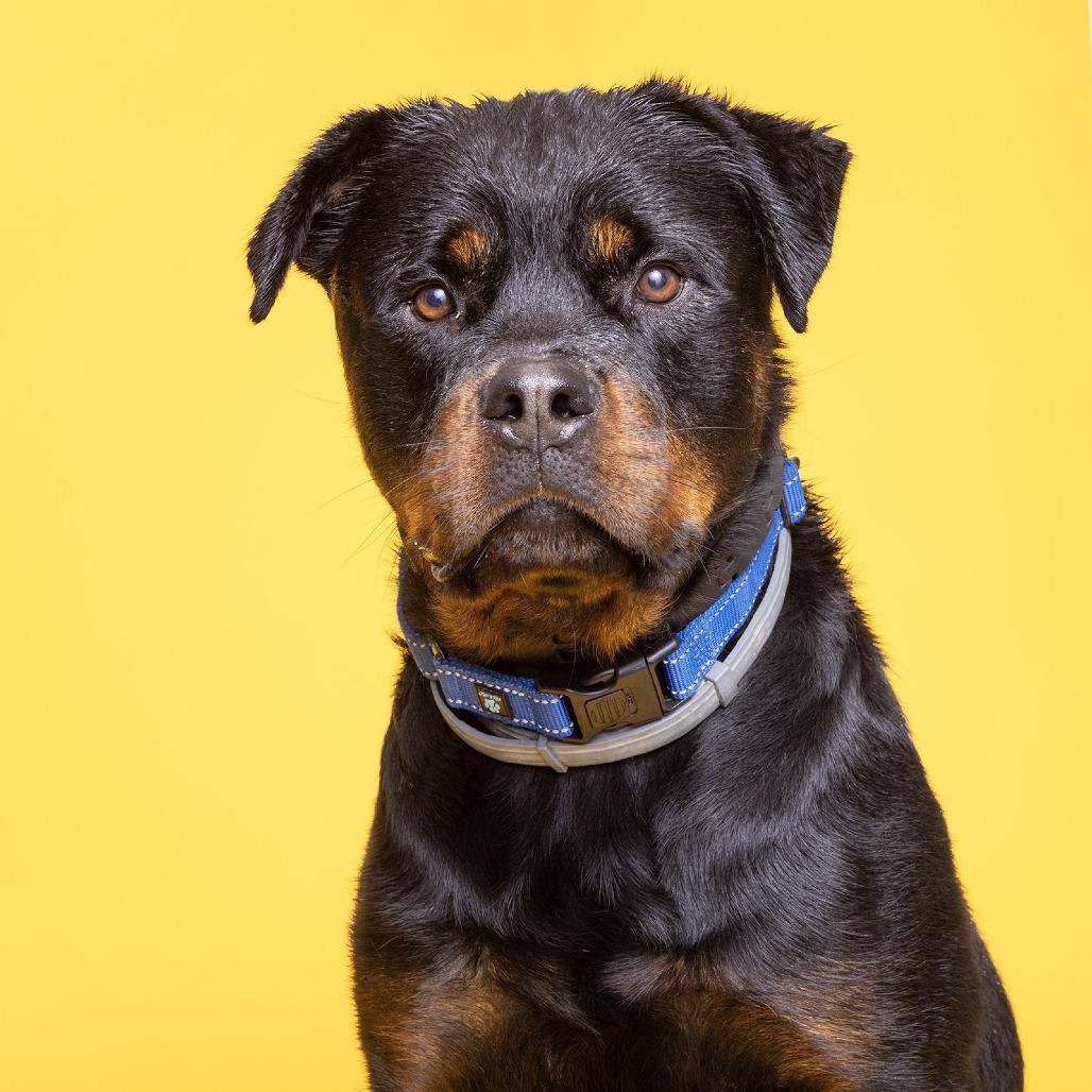 Jester, a Adoptable Rottweiler in Franklin, TN image 2/2