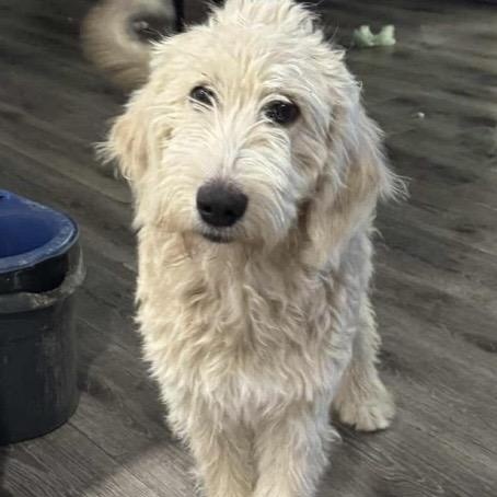 Enlarge Thea, a ADOPTABLE mixed breed in Santa Rosa, CA image 1/1