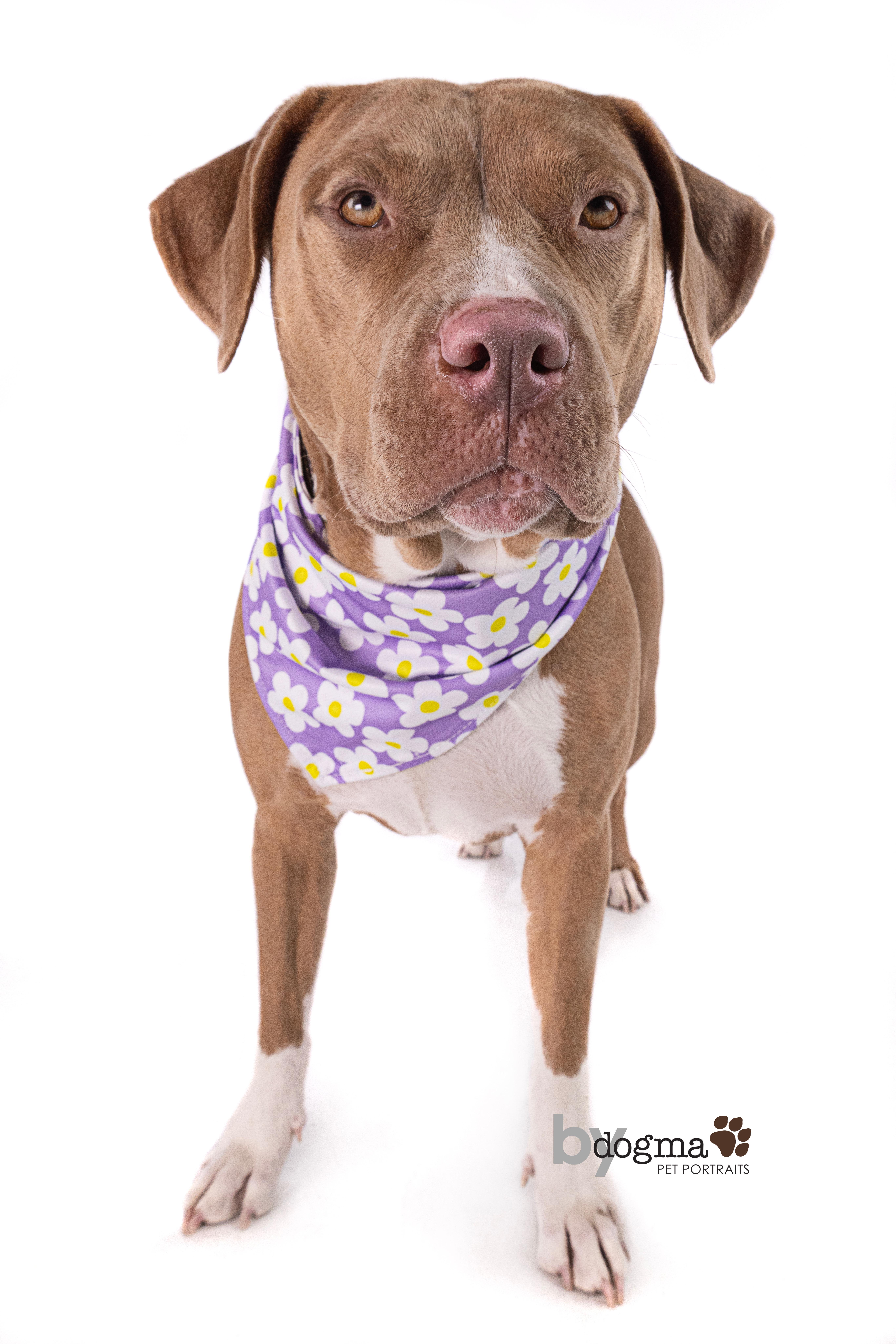 Enlarge Missy, a Adoptable Pit Bull Terrier in Westlake Village , CA image 2/6