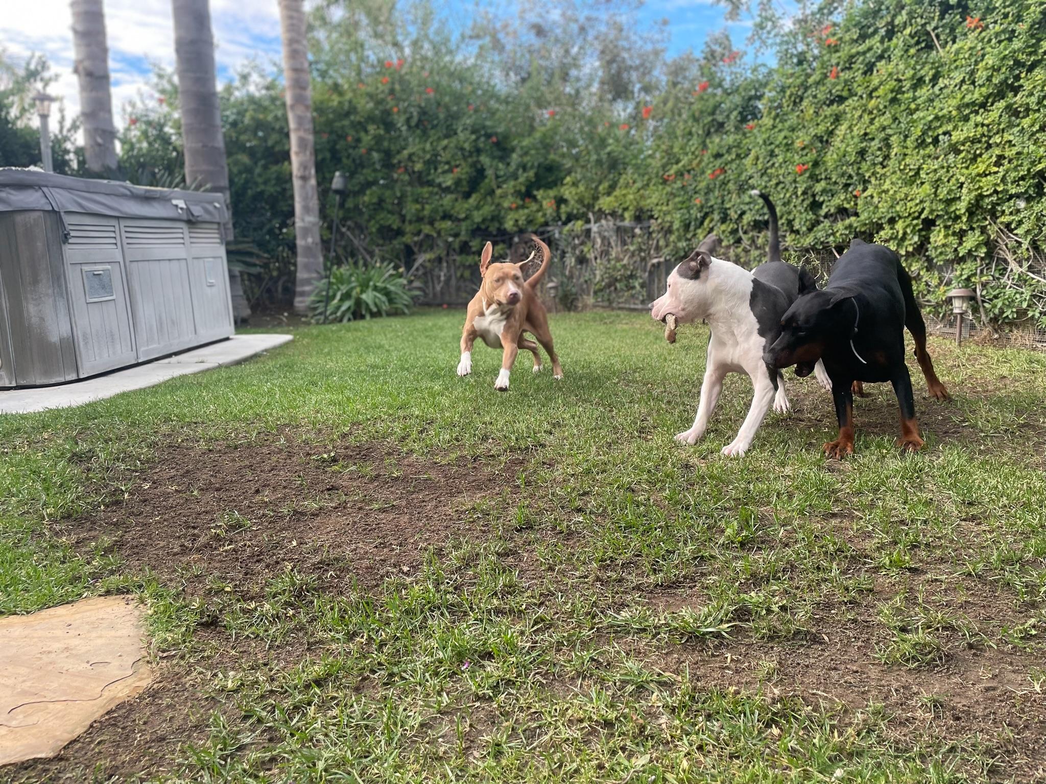 Enlarge Missy, a Adoptable Pit Bull Terrier in Westlake Village , CA image 4/6