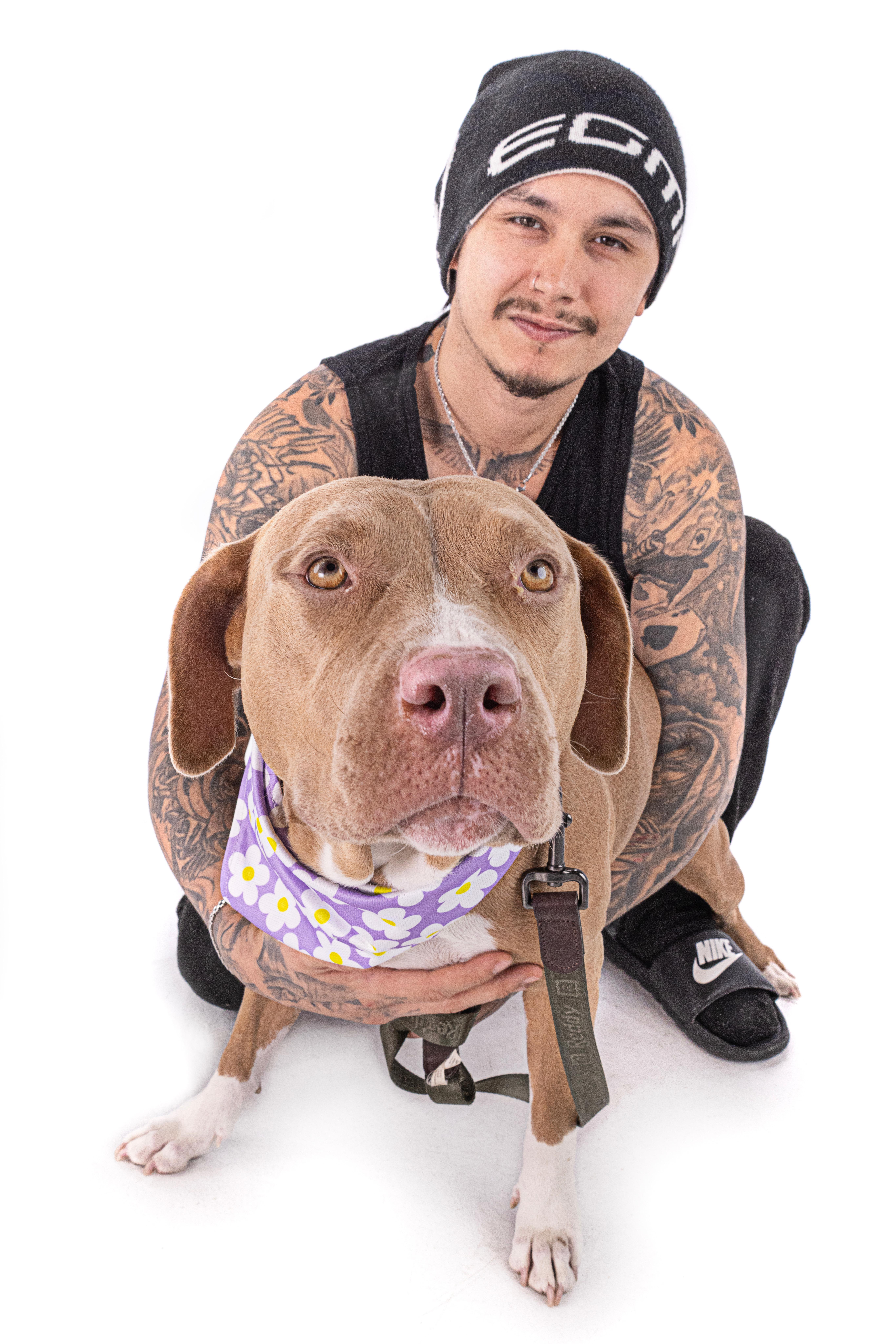 Enlarge Missy, a Adoptable Pit Bull Terrier in Westlake Village , CA image 1/6