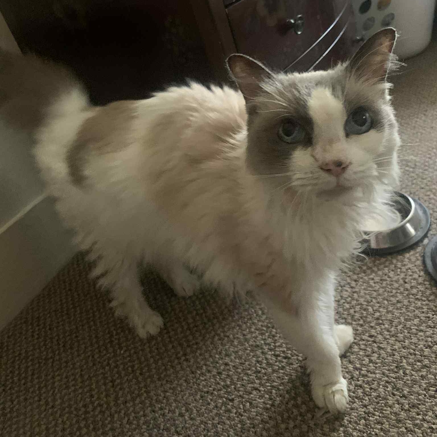 Emily, an adoptable Ragdoll in Fair Haven, VT, 05743 | Photo Image 3
