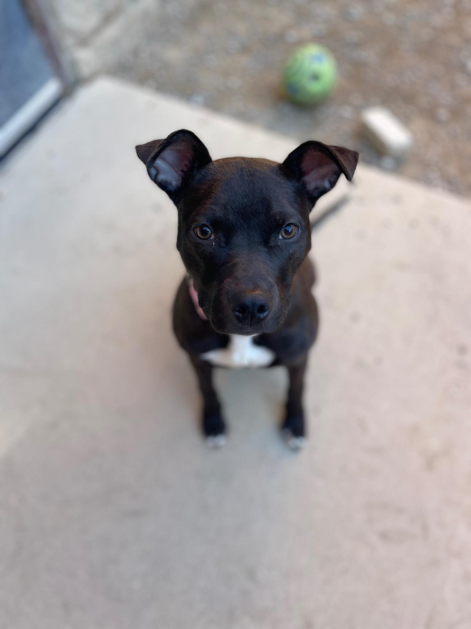 Enlarge French Onion, a ADOPTABLE mixed breed in Sterling Heights, MI image 4/4