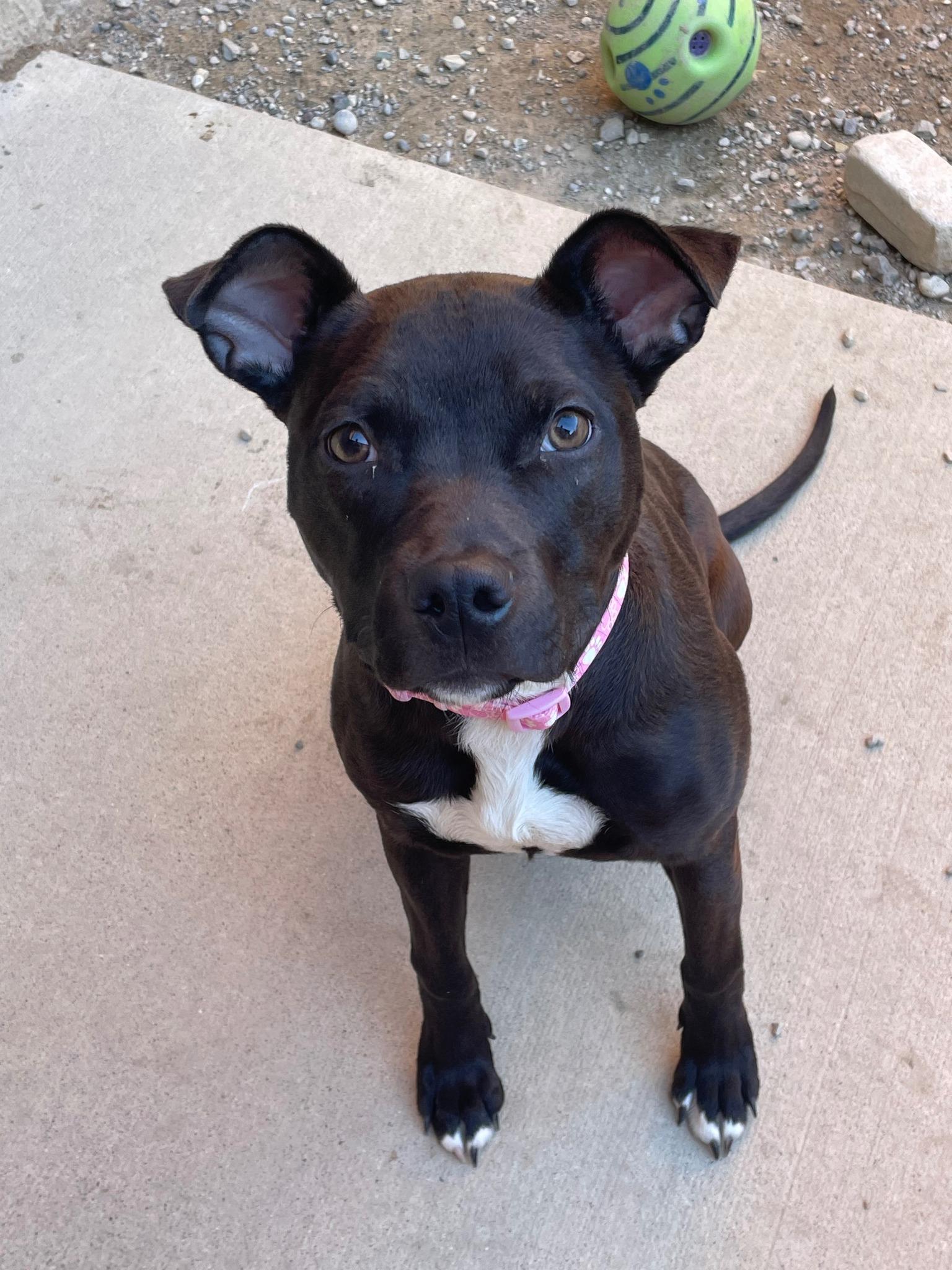 French Onion, ADOPTABLE, Young Female Terrier.