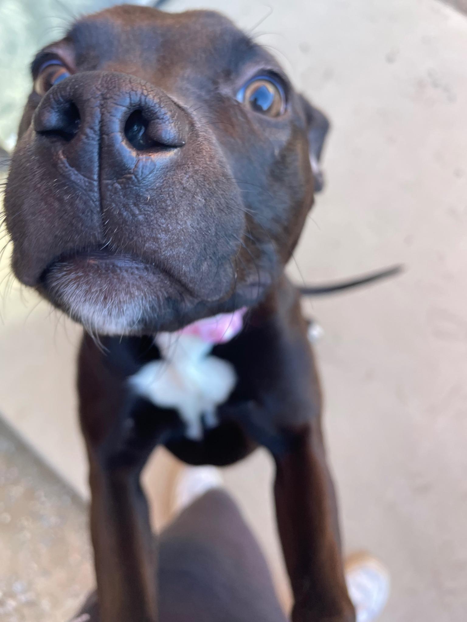 Enlarge French Onion, a ADOPTABLE mixed breed in Sterling Heights, MI image 2/4