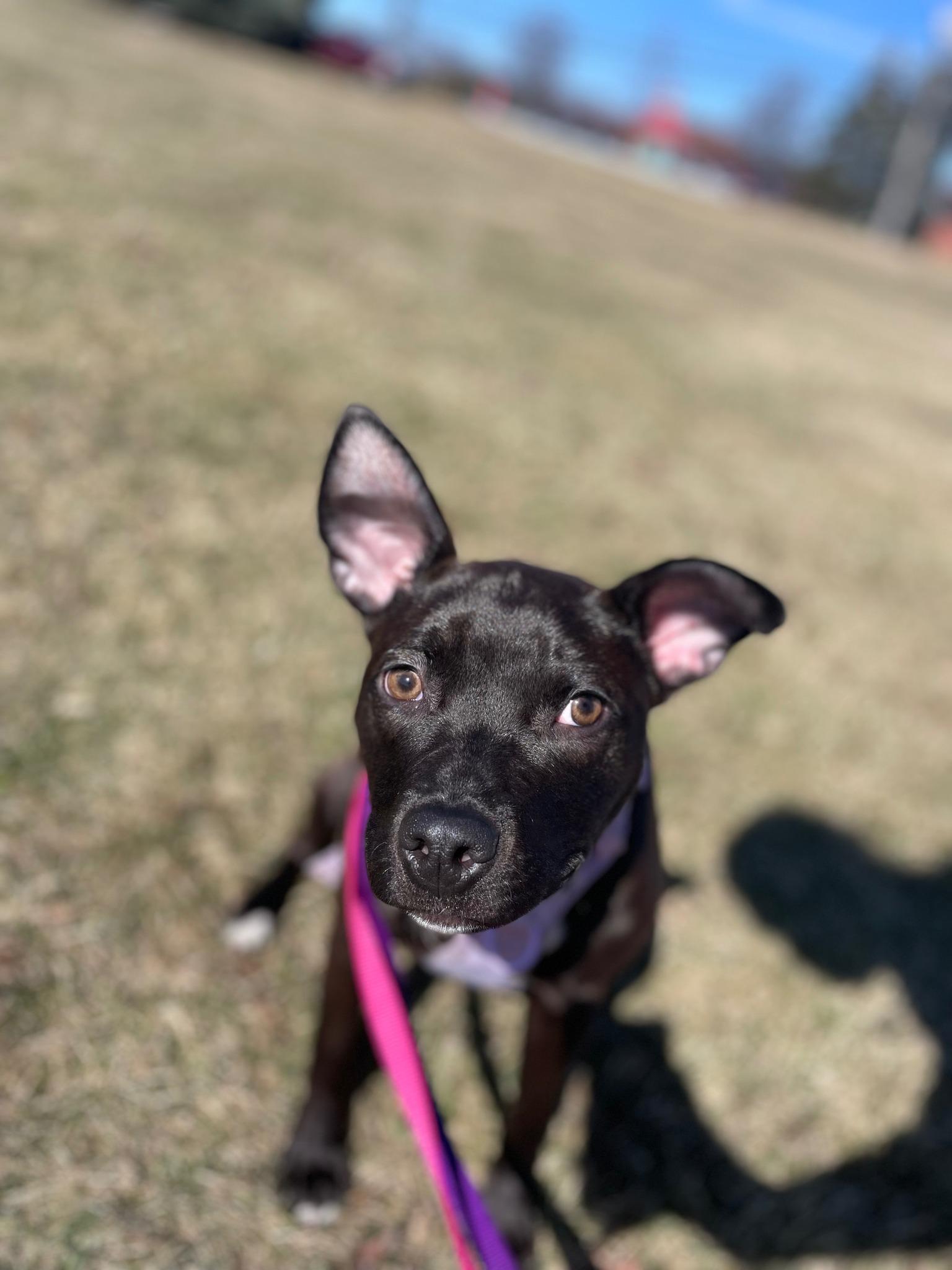 Enlarge French Onion, a ADOPTABLE mixed breed in Sterling Heights, MI image 3/4