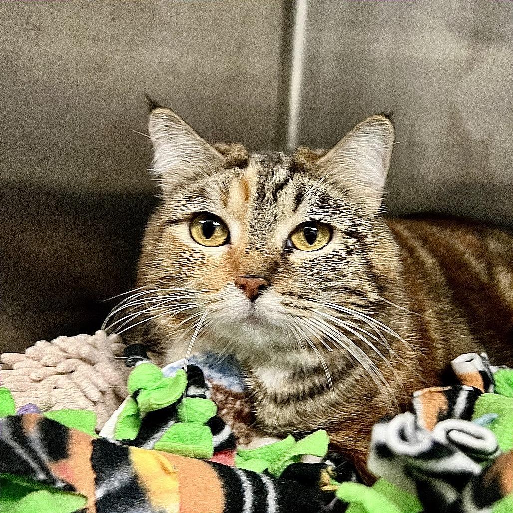 Enlarge Mirah, a Adoptable Domestic Short Hair in Morgan Hill, CA image 1/4