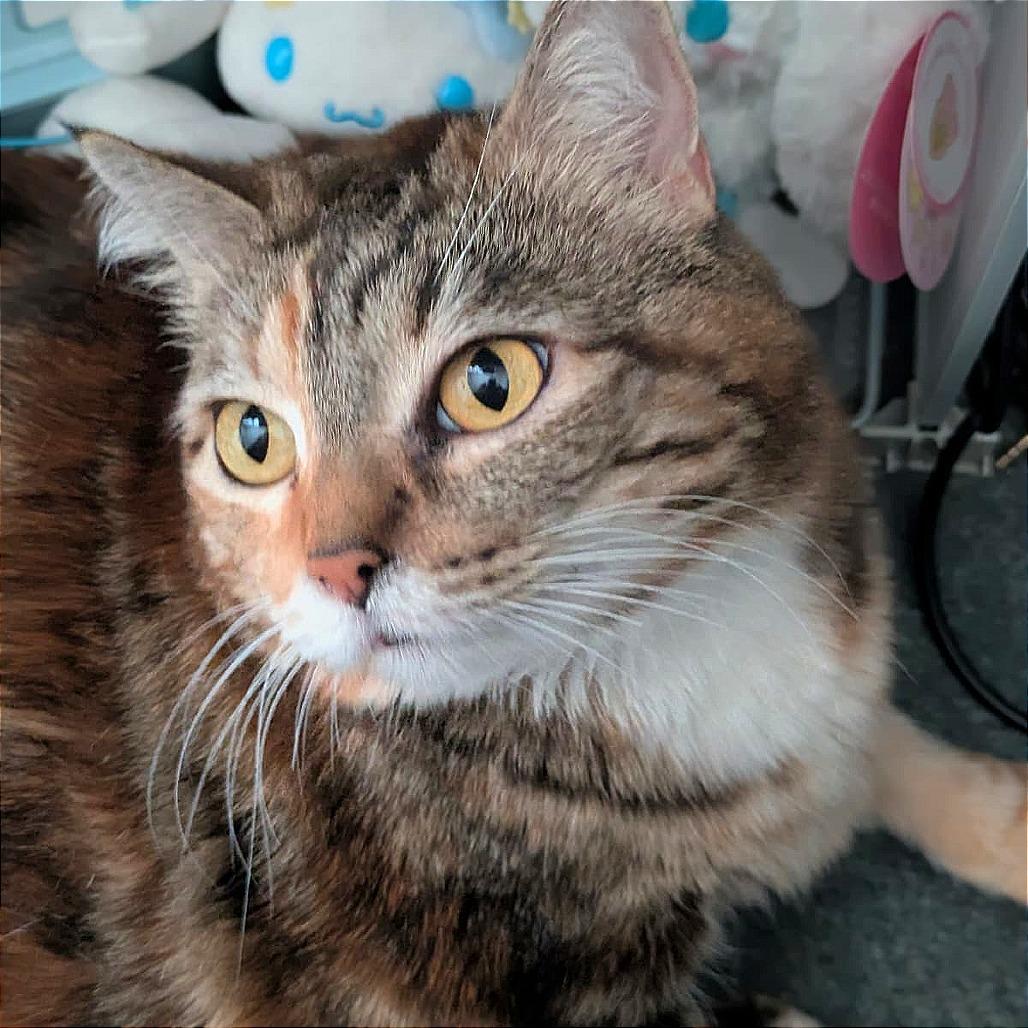 Enlarge Mirah, a Adoptable Domestic Short Hair in Morgan Hill, CA image 2/4