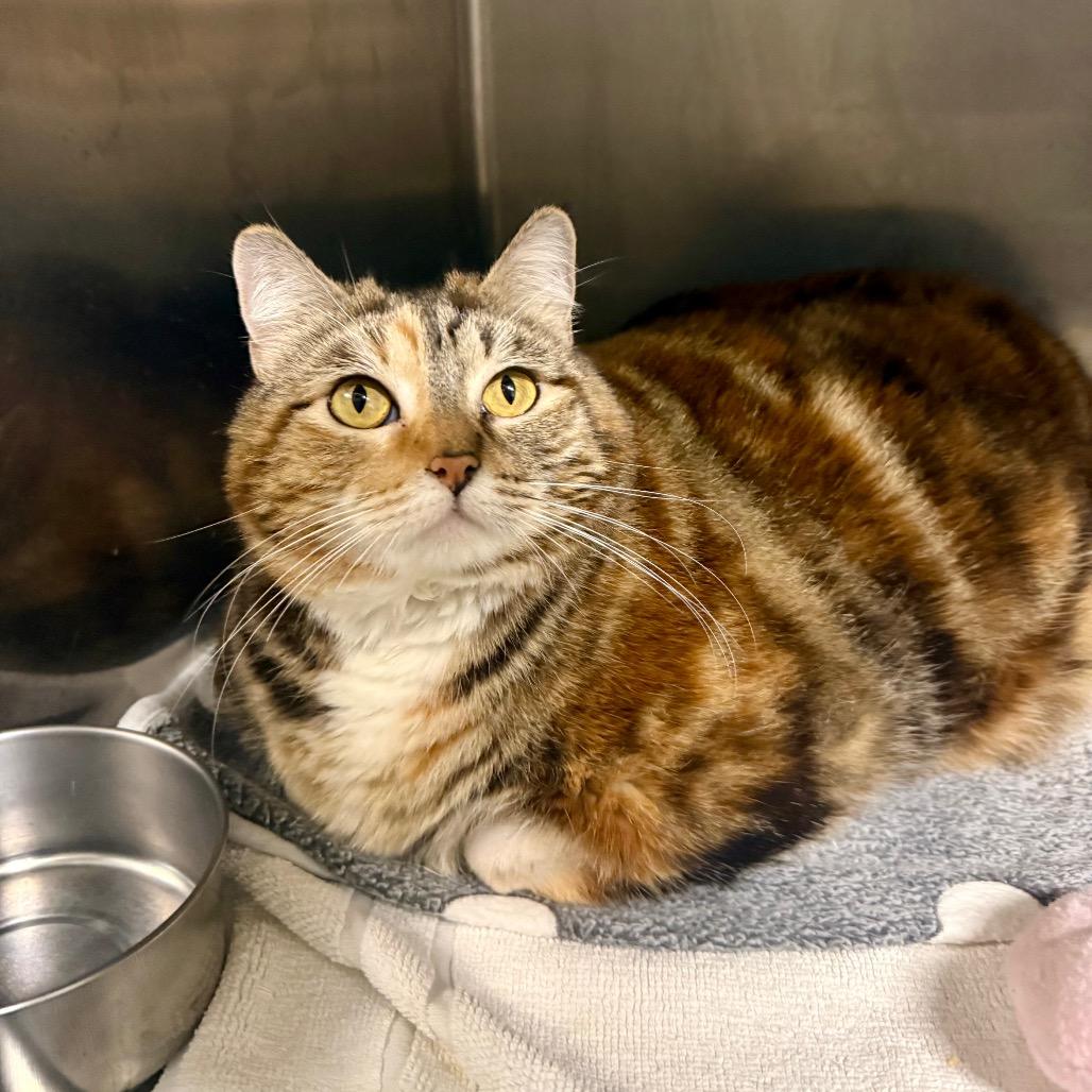 Enlarge Mirah, a Adoptable Domestic Short Hair in Morgan Hill, CA image 3/4