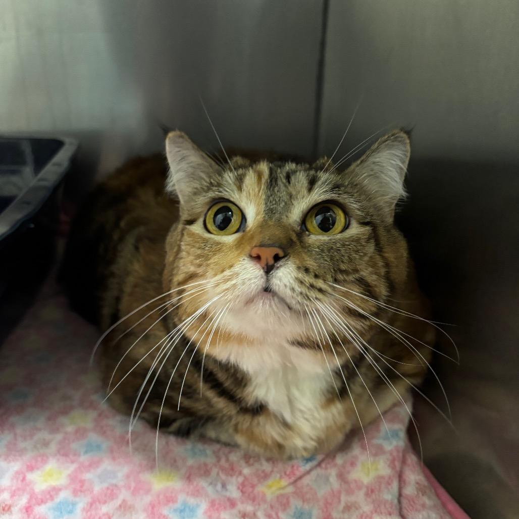 Enlarge Mirah, a Adoptable Domestic Short Hair in Morgan Hill, CA image 2/2