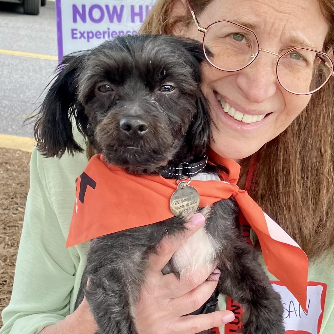Enlarge Romeo, a ADOPTABLE Havanese in POTOMAC, MD image 1/5