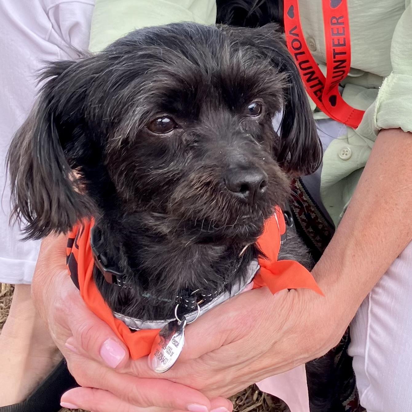 Enlarge Romeo, a ADOPTABLE Havanese in POTOMAC, MD image 3/5